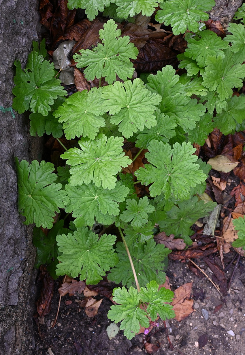 Изображение особи род Geranium.