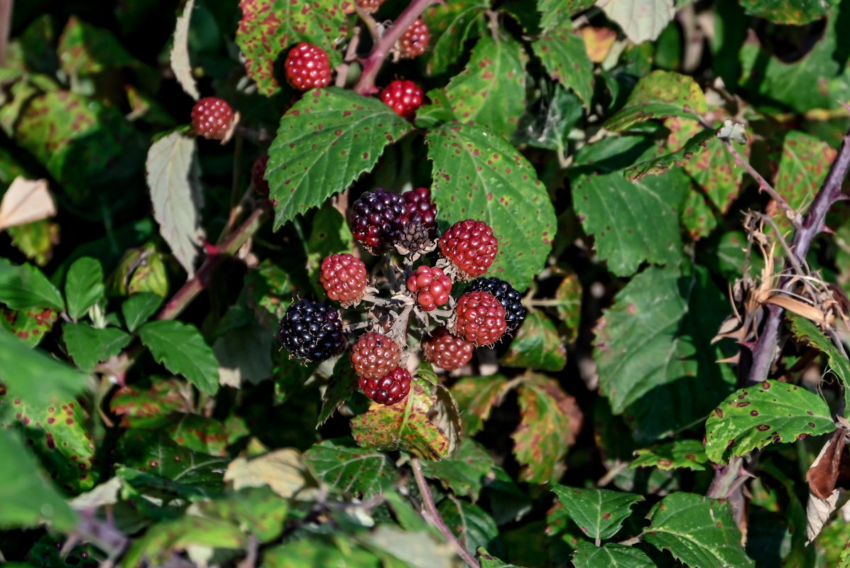 Image of Rubus ulmifolius specimen.