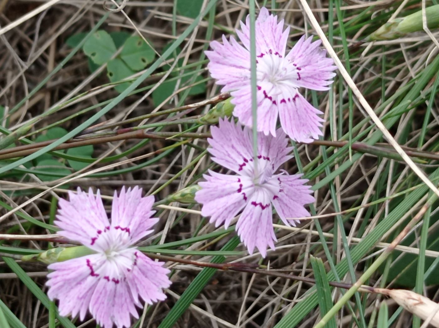 Изображение особи род Dianthus.
