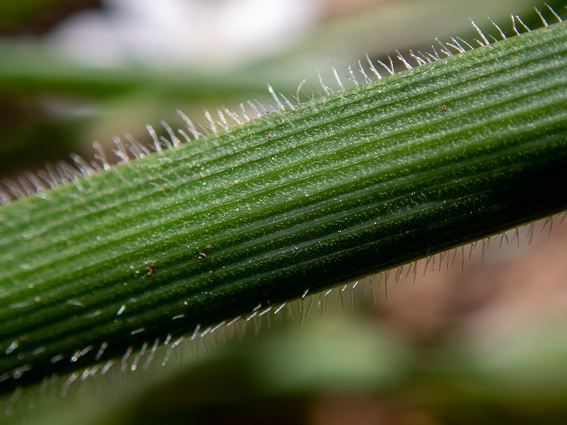 Изображение особи Ornithogalum fimbriatum.