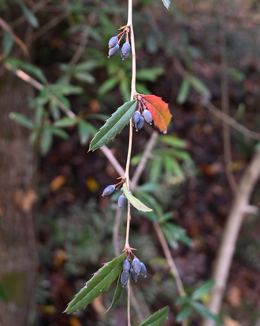 Image of Berberis julianae specimen.