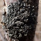 division Ascomycota. Таллом с апотециями. Хабаровский край, г. Комсомольск-на-Амуре, берег ручья Тёплый ключ, на стволе засыхающей Malus baccata. 14.04.2026.