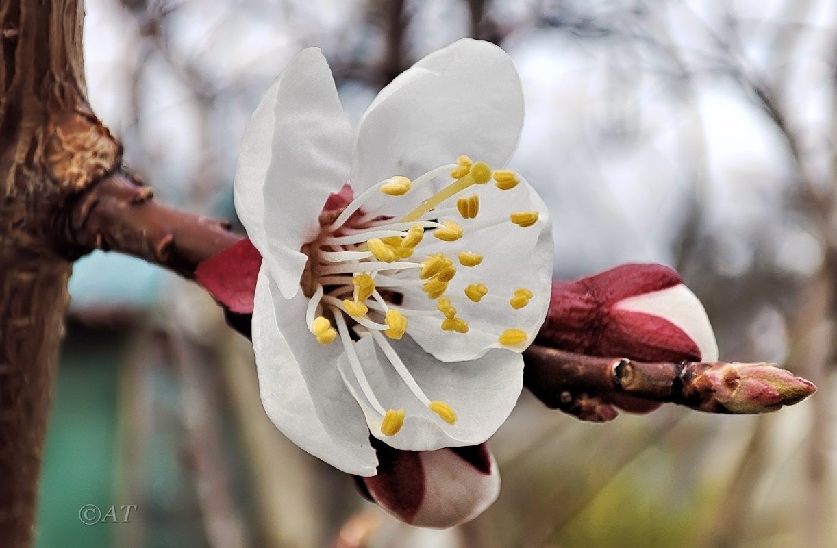 Изображение особи Armeniaca vulgaris.