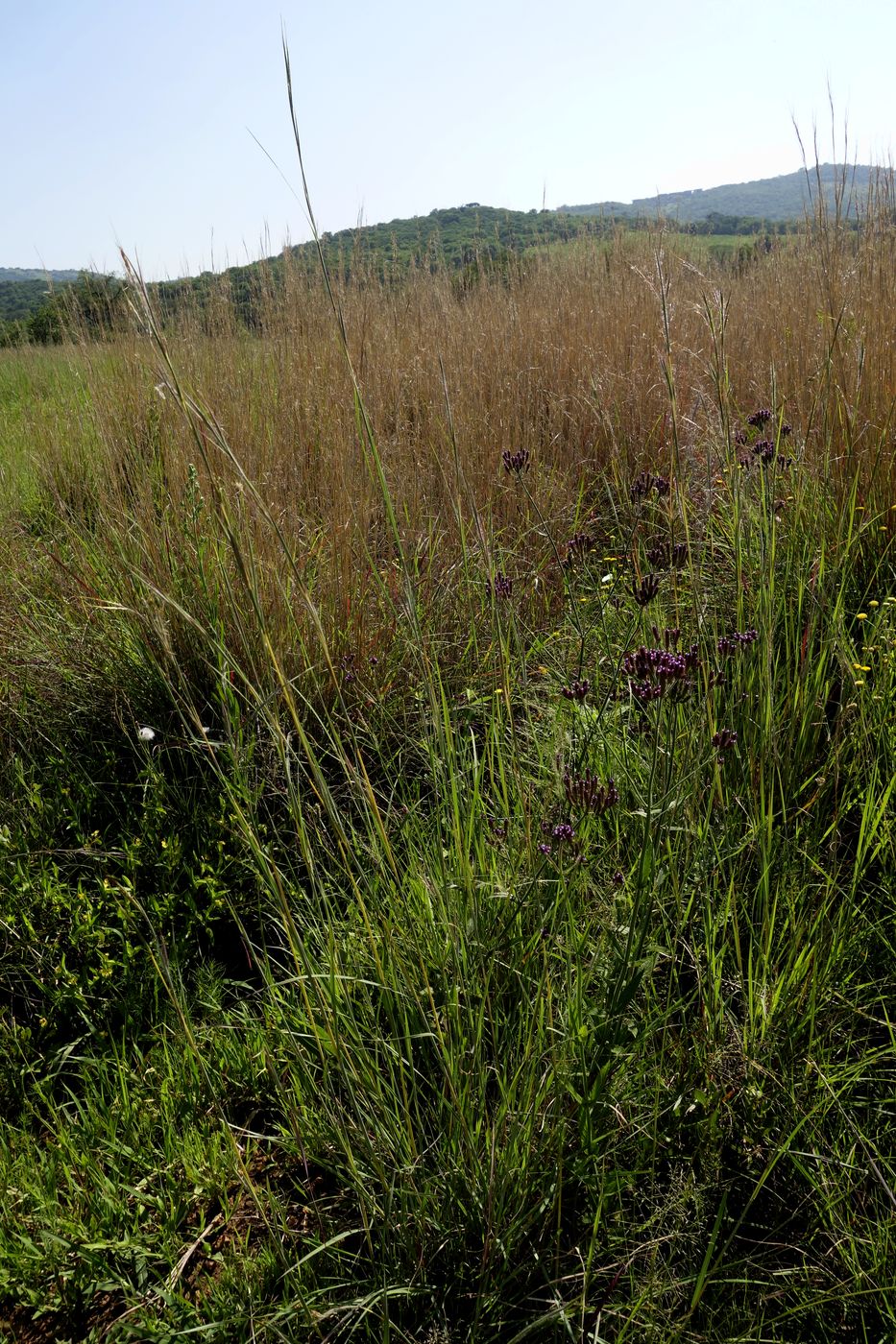 Изображение особи семейство Poaceae.