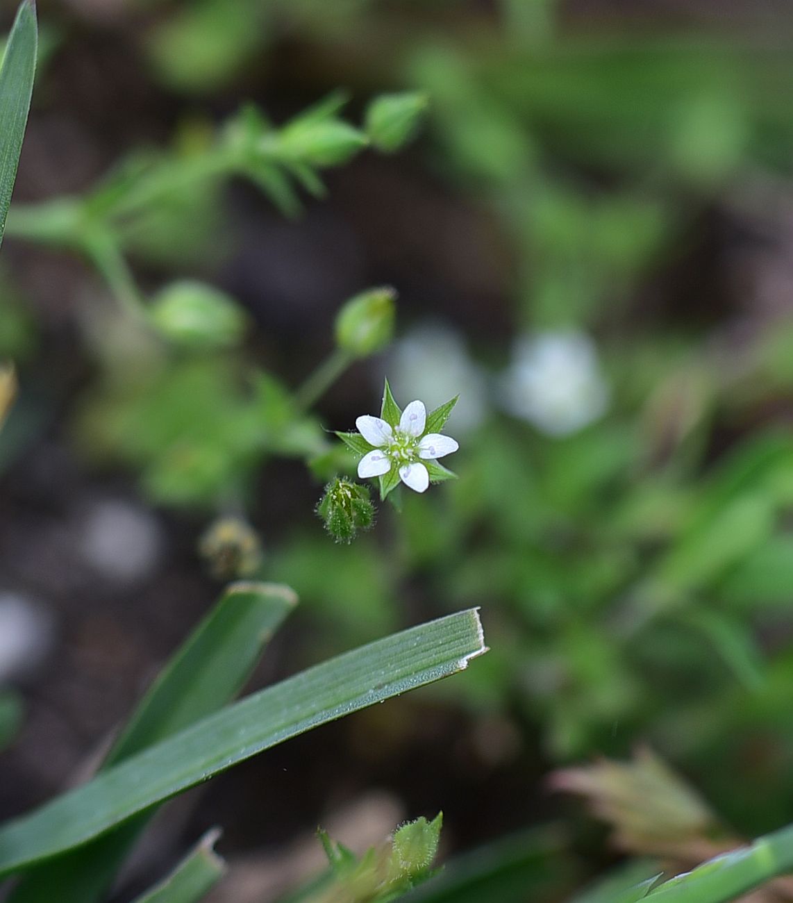 Image of Arenaria serpyllifolia specimen.