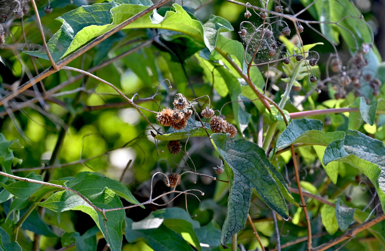 Image of Montanoa bipinnatifida specimen.