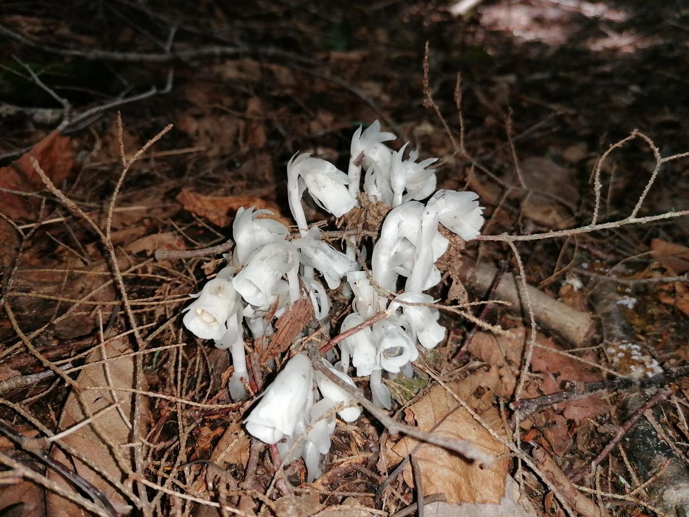 Image of Monotropa uniflora specimen.