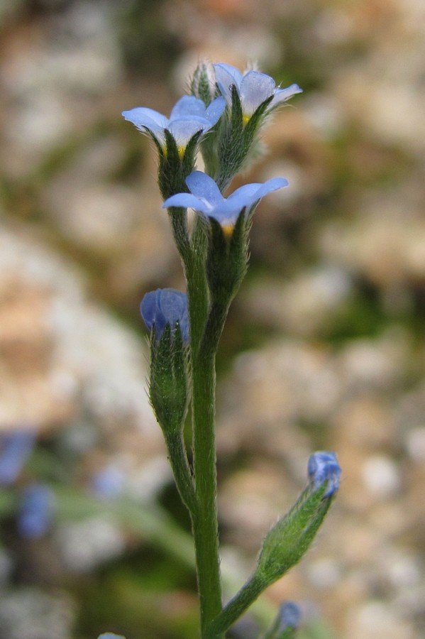 Изображение особи Myosotis incrassata.