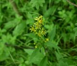 Solidago virgaurea