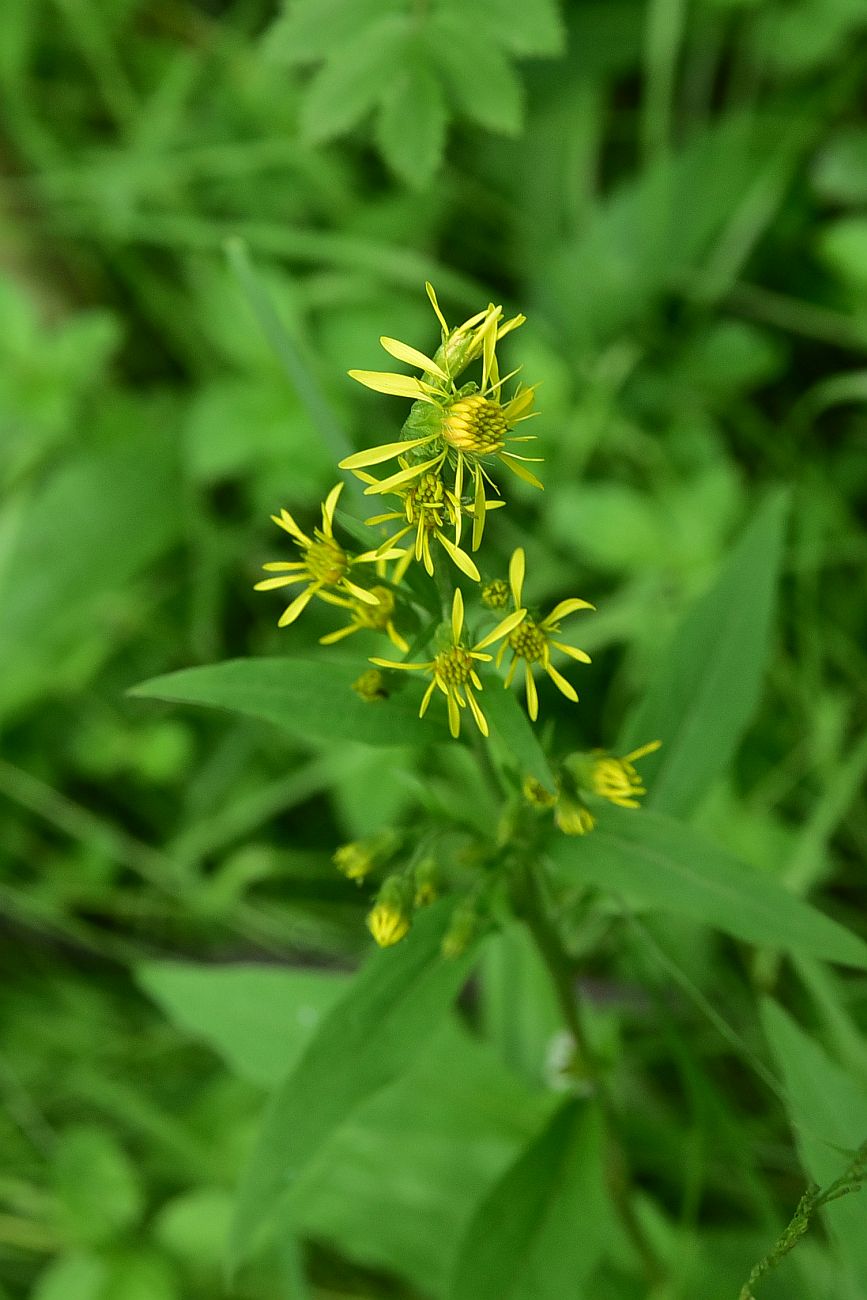 Image of Solidago virgaurea ssp. lapponica specimen.