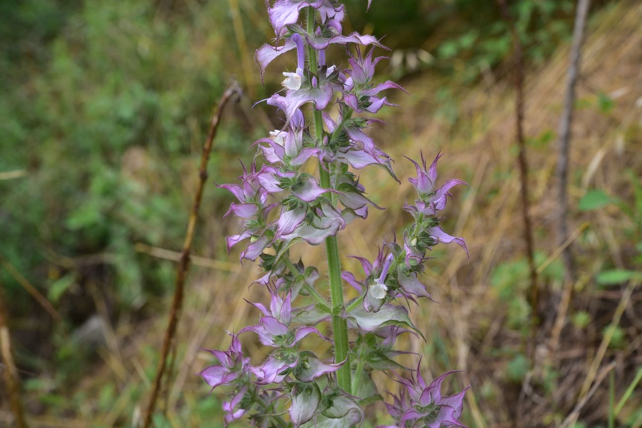 Image of Salvia sclarea specimen.