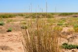 Agropyron fragile. Верхушка отплодоносившего засыхающего растения с остатками соплодий. Астраханская обл., Наримановский р-н, окр. с. Николаевка, обочина пересекающей солончаковую низину (часть ложа солёного ильменя Камышовый) грунтовой дороги. 17.08.2026.