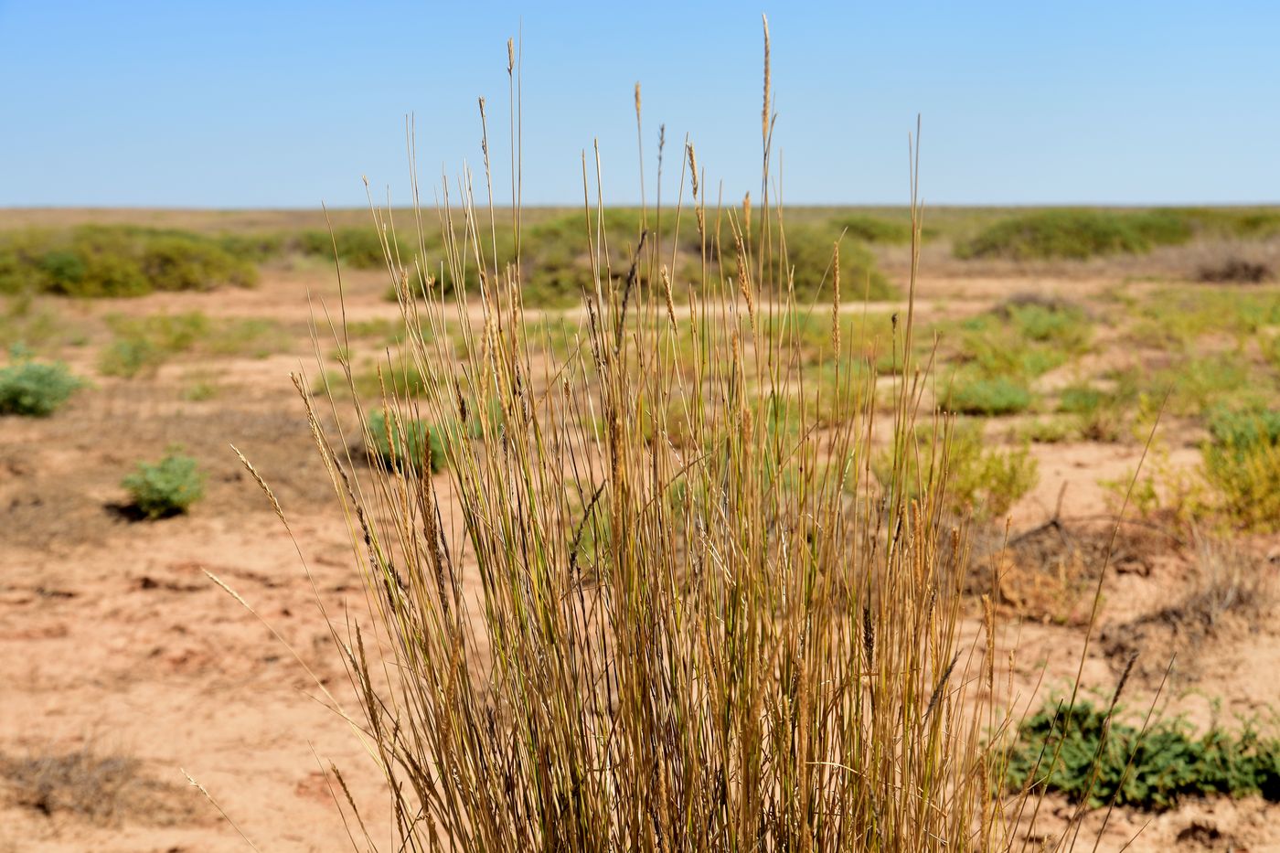 Image of Agropyron fragile specimen.