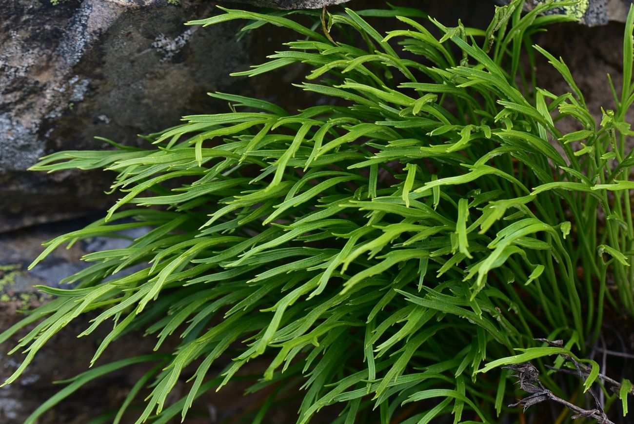 Image of Asplenium septentrionale specimen.