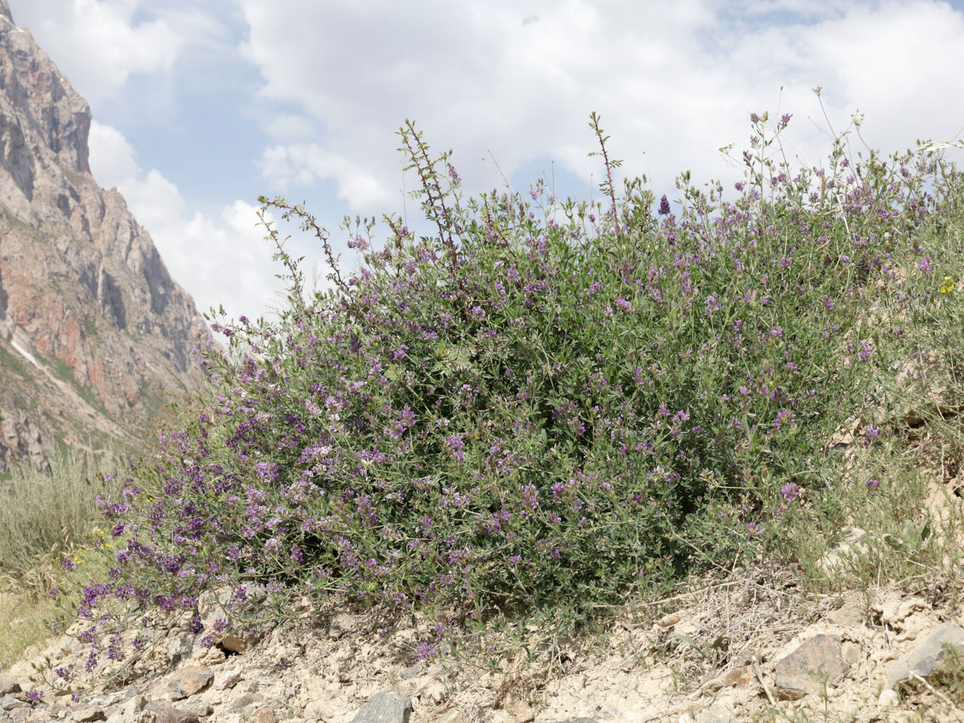 Image of genus Medicago specimen.