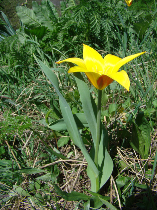 Image of Tulipa anadroma specimen.
