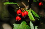 Crataegus submollis. Соплодие со зрелыми плодами. Московская обл., Раменский р-н, окр. дер. Хрипань, садовый участок. 09.09.2026.