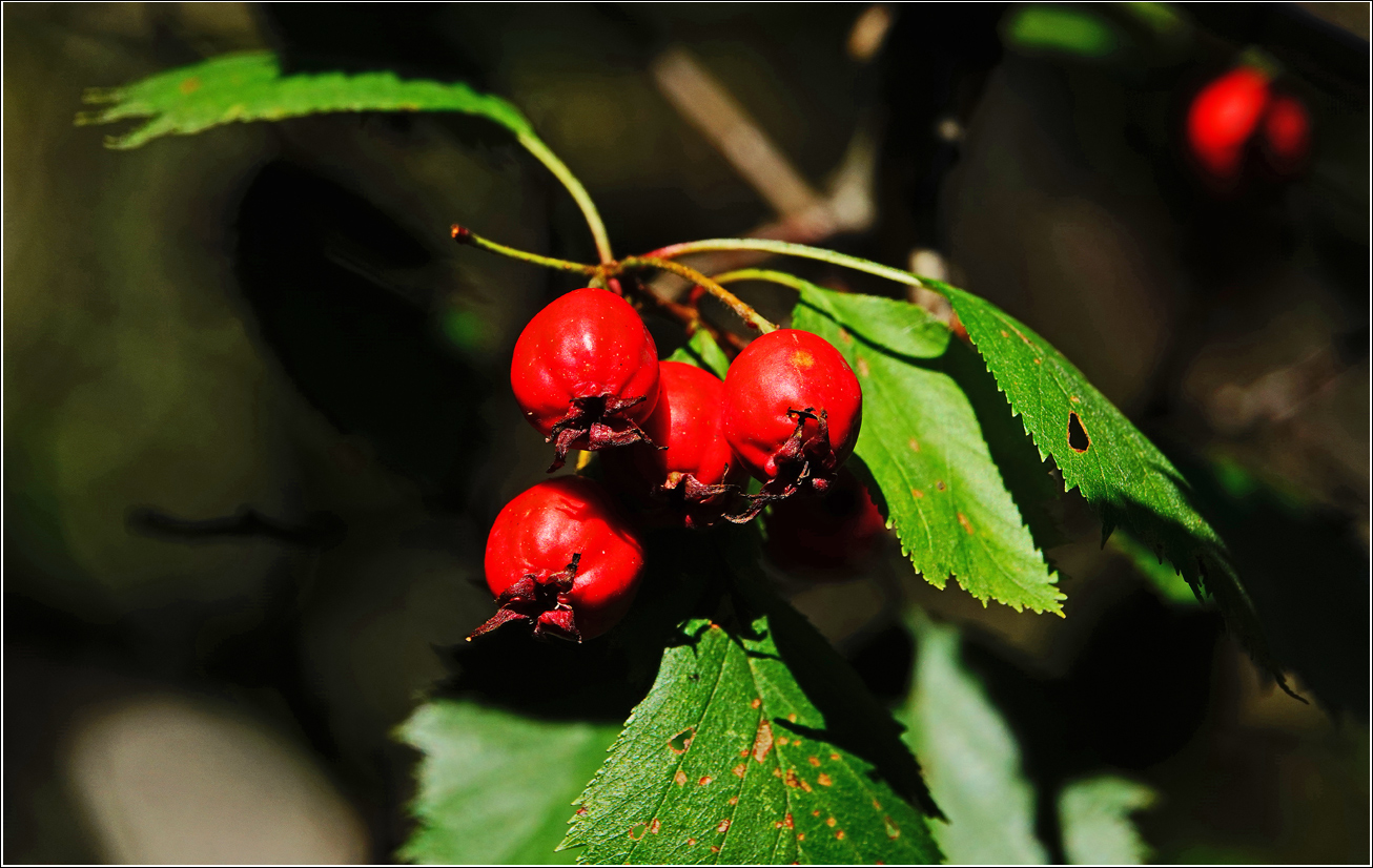 Изображение особи Crataegus submollis.