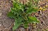 Verbascum sinuatum. Розетка листьев. Португалия, округ Сетубал, г. Сетубал, пустырь. 16.08.2025.