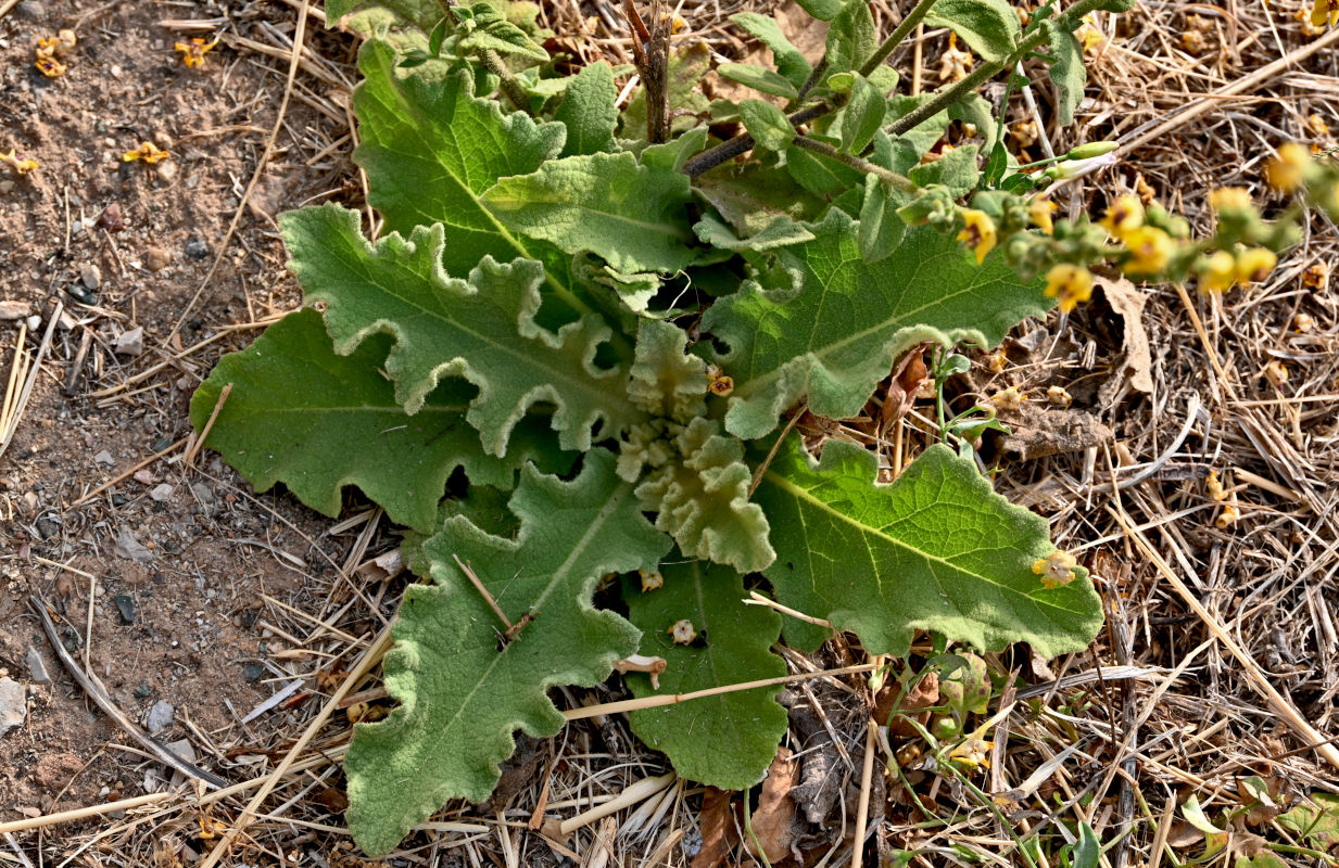 Изображение особи Verbascum sinuatum.