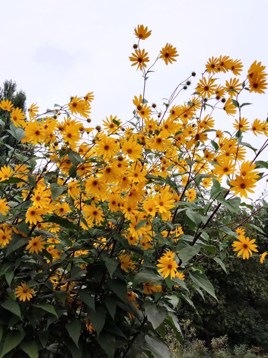 Image of Helianthus tuberosus specimen.