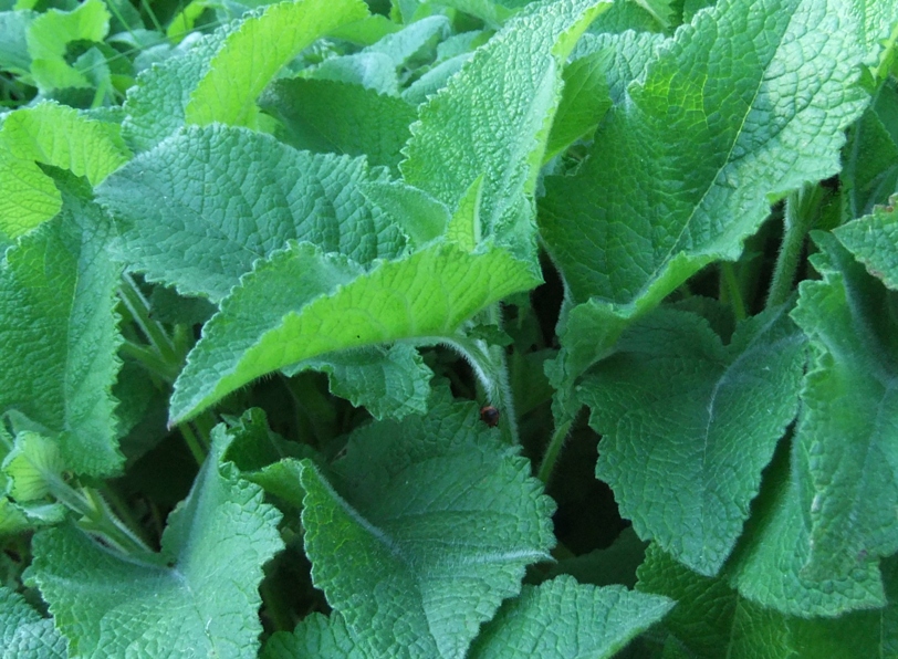 Image of Salvia verticillata specimen.