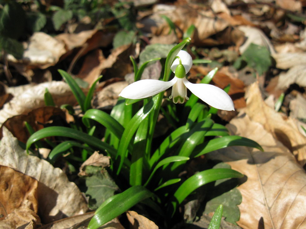 Изображение особи Galanthus caspius.