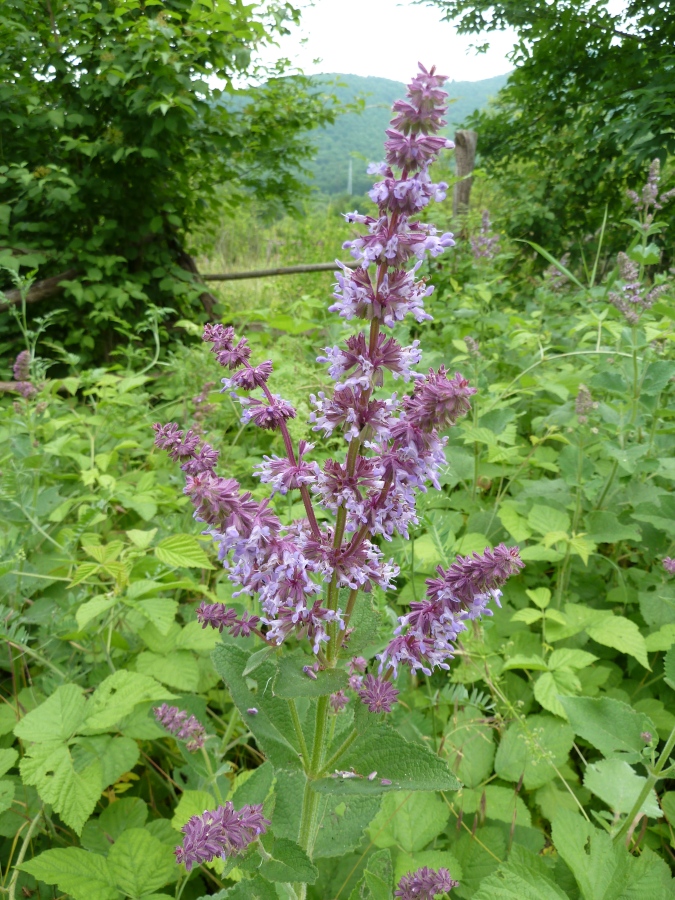 Изображение особи Salvia verticillata.