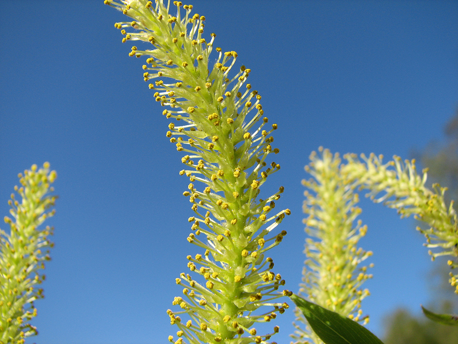 Изображение особи Salix euxina.