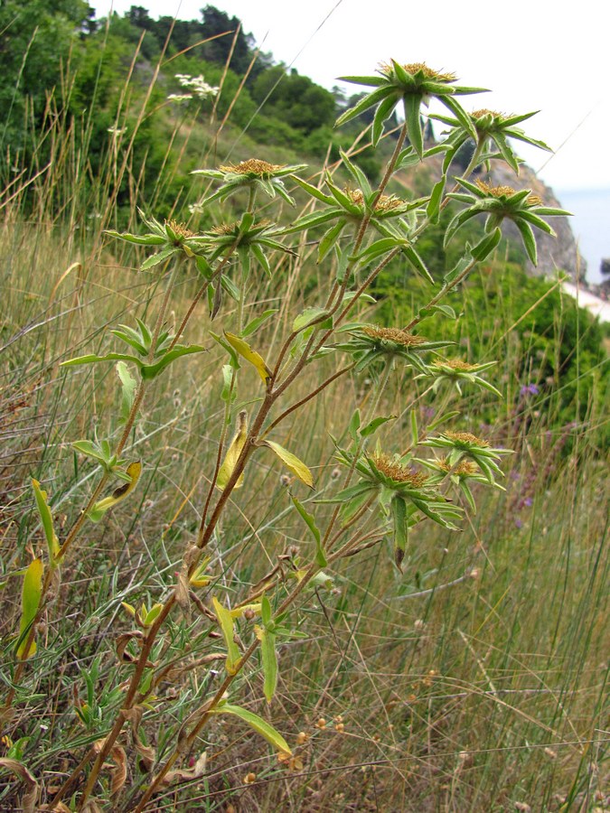 Изображение особи Pallenis spinosa.