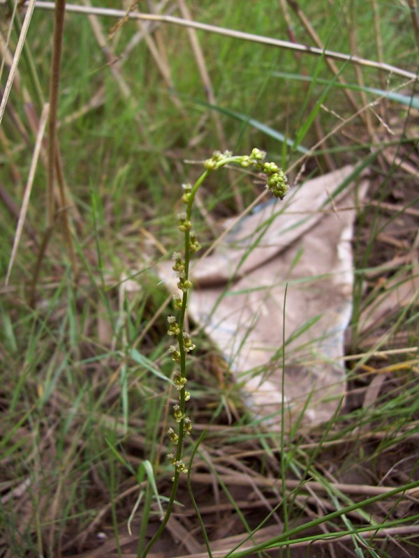 Image of Triglochin palustris specimen.