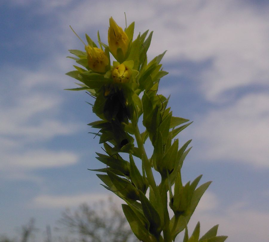 Image of Cerinthe minor specimen.