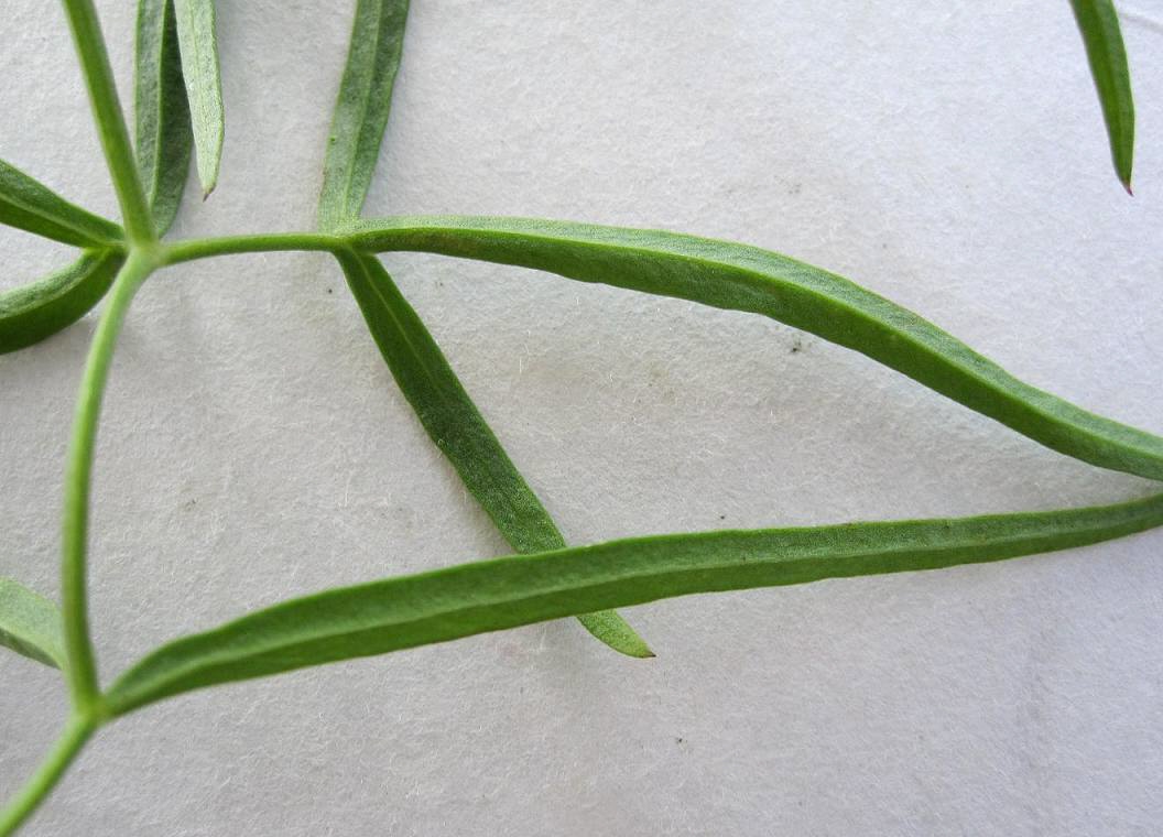 Image of Cenolophium fischeri specimen.