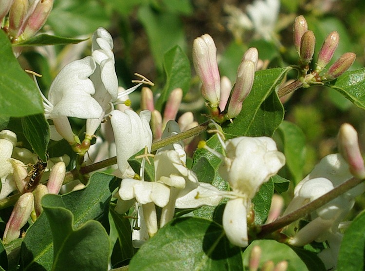 Изображение особи Lonicera nummulariifolia.