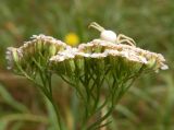Achillea millefolium. Соцветие. Украина, Днепропетровская обл., Петриковский р-н, окр. с. Шульговка, сосновые лесонасаждения на песке. 21.08.2011.
