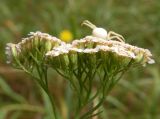 Achillea millefolium