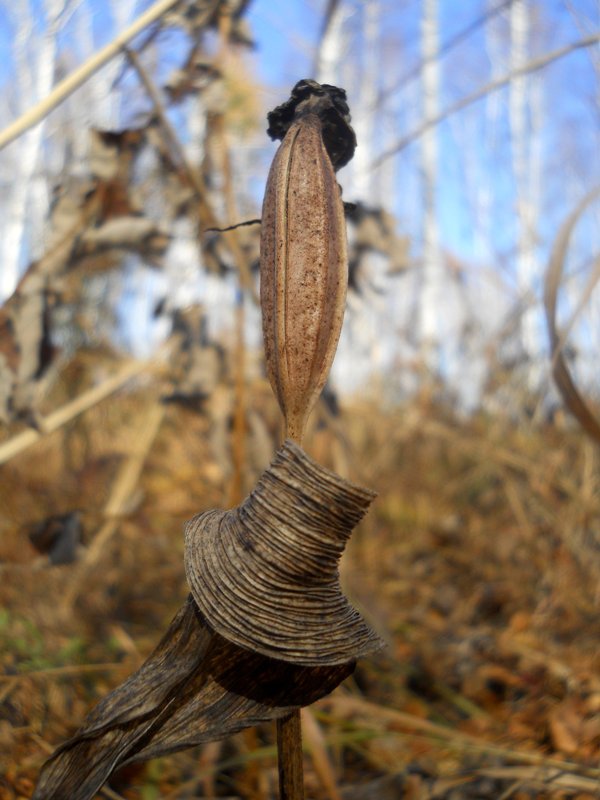 Image of Cypripedium macranthos specimen.