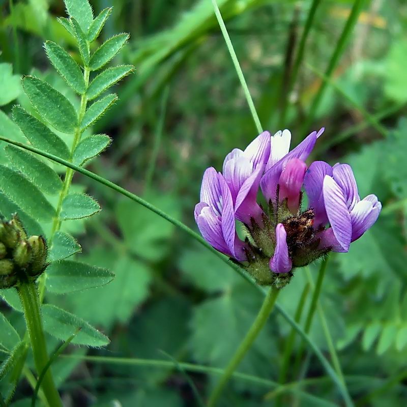 Изображение особи Astragalus danicus.