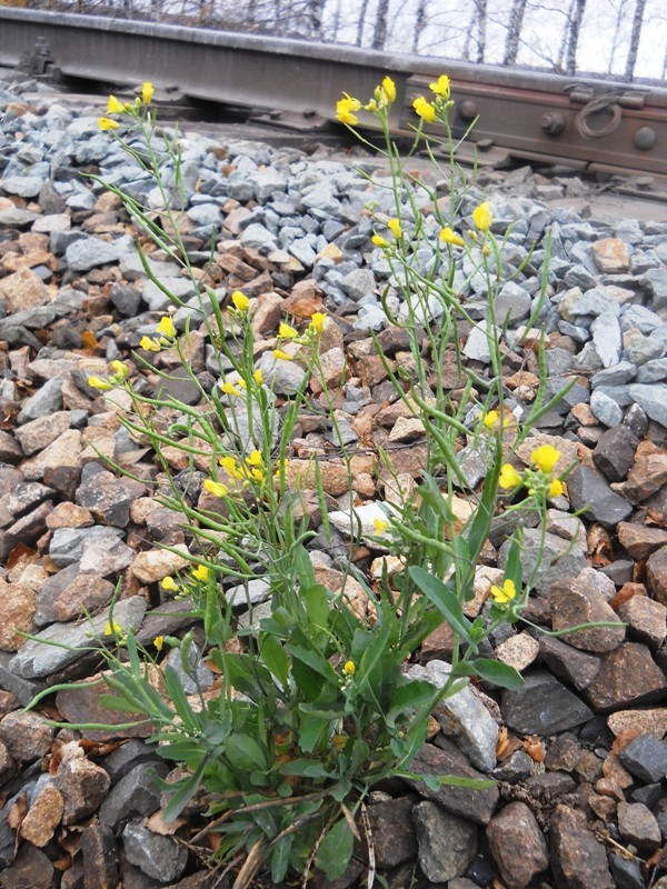 Изображение особи Brassica campestris.