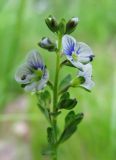 Veronica serpyllifolia