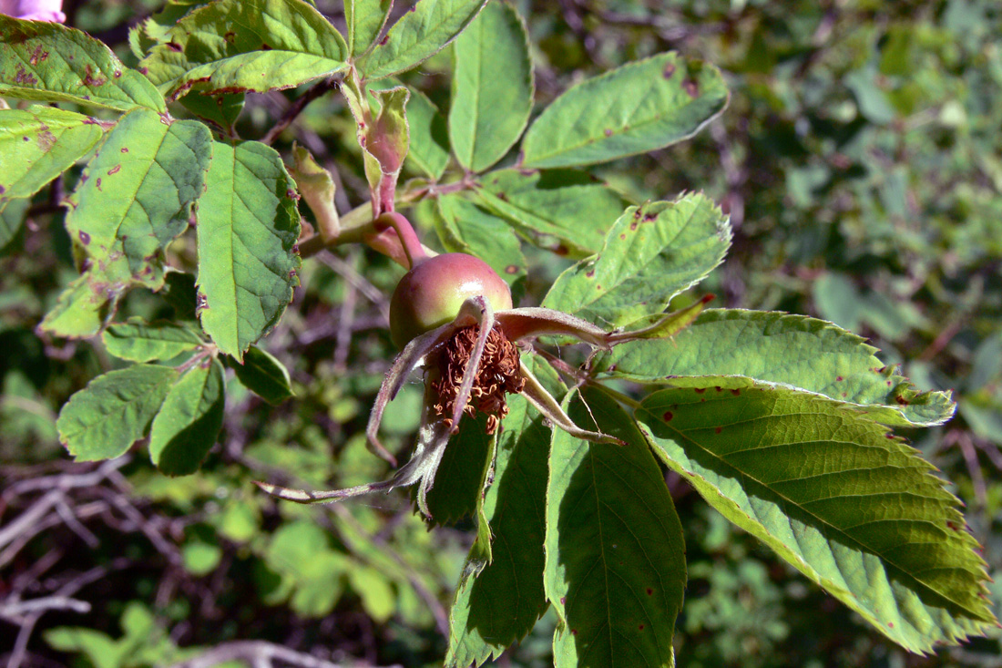 Image of Rosa cinnamomea specimen.