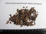 Изображение особи. Автор - Лев Трофимук