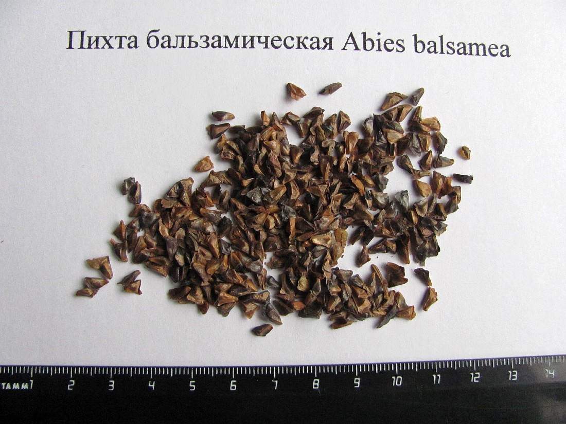Изображение особи Abies balsamea.