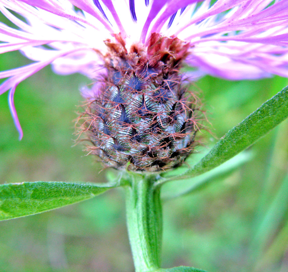 Image of Centaurea phrygia specimen.