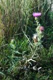 genus Cirsium. Цветущее растение. Ростовская обл., Мясниковский р-н, окр. с. Стоянов, долина р. Тузлов. 17.09.2011.