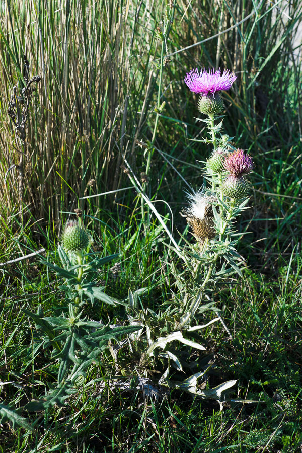 Изображение особи род Cirsium.