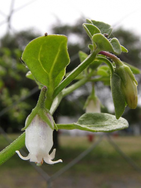 Изображение особи Salpichroa origanifolia.