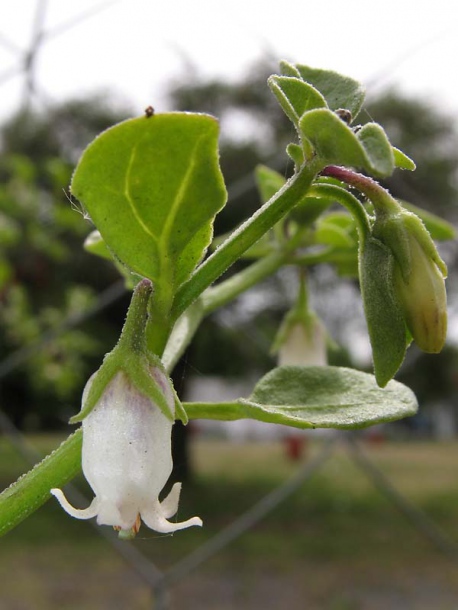 Image of Salpichroa origanifolia specimen.