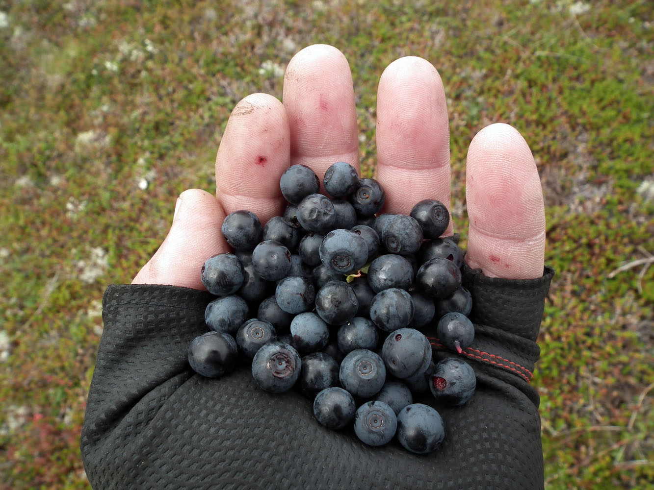 Изображение особи Vaccinium myrtillus.