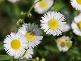 Erigeron annuus. Соцветия. Приморье, окр. Артёма, Владивостокский аэропорт \"Кневичи\". 24.08.2009.